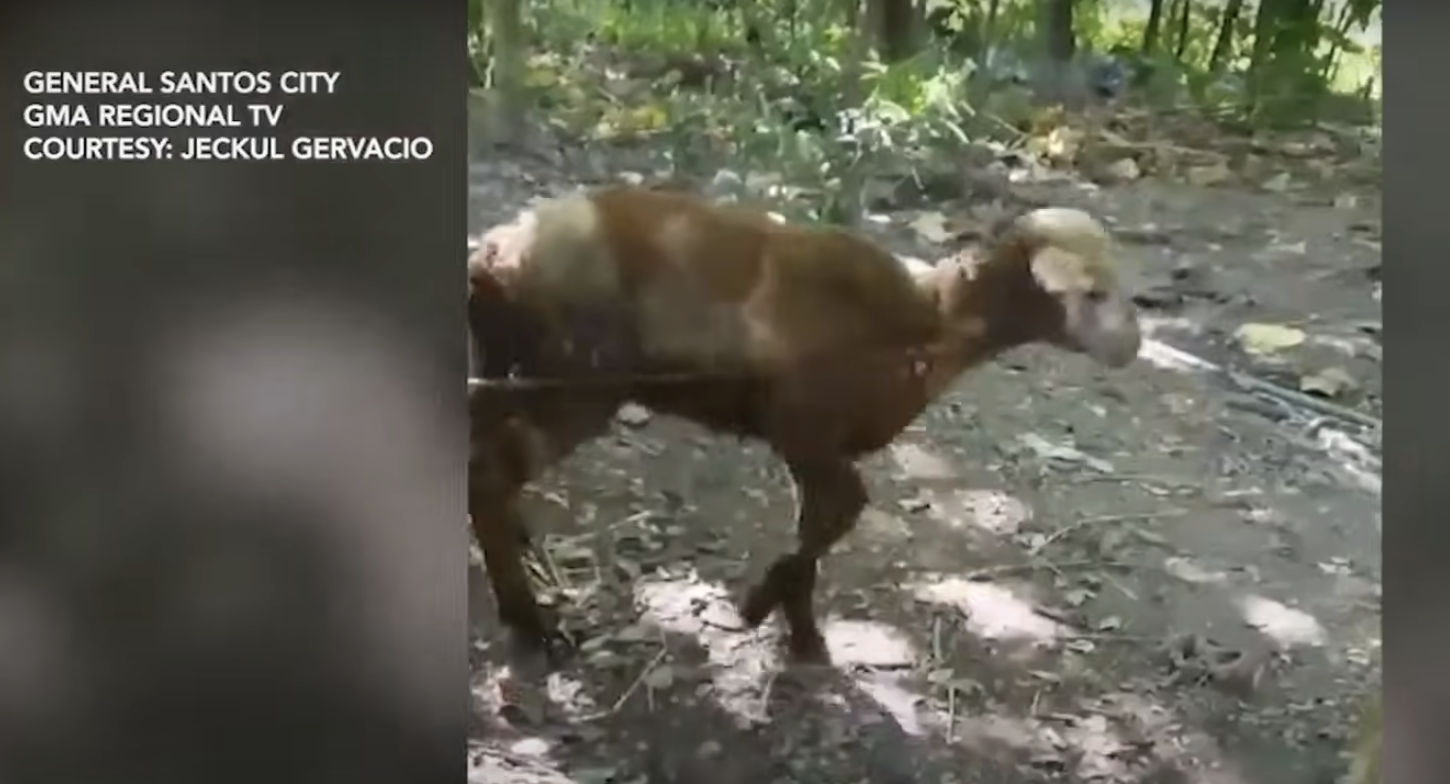 Tupa sa GenSan, nagpositibo sa rabies; iba pang tupa na nahawa umano, sinusuri
