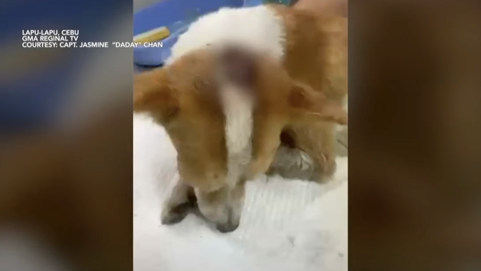 Aso, patay nang ilang beses paluin sa ulo ng isang lalaki sa Cebu
