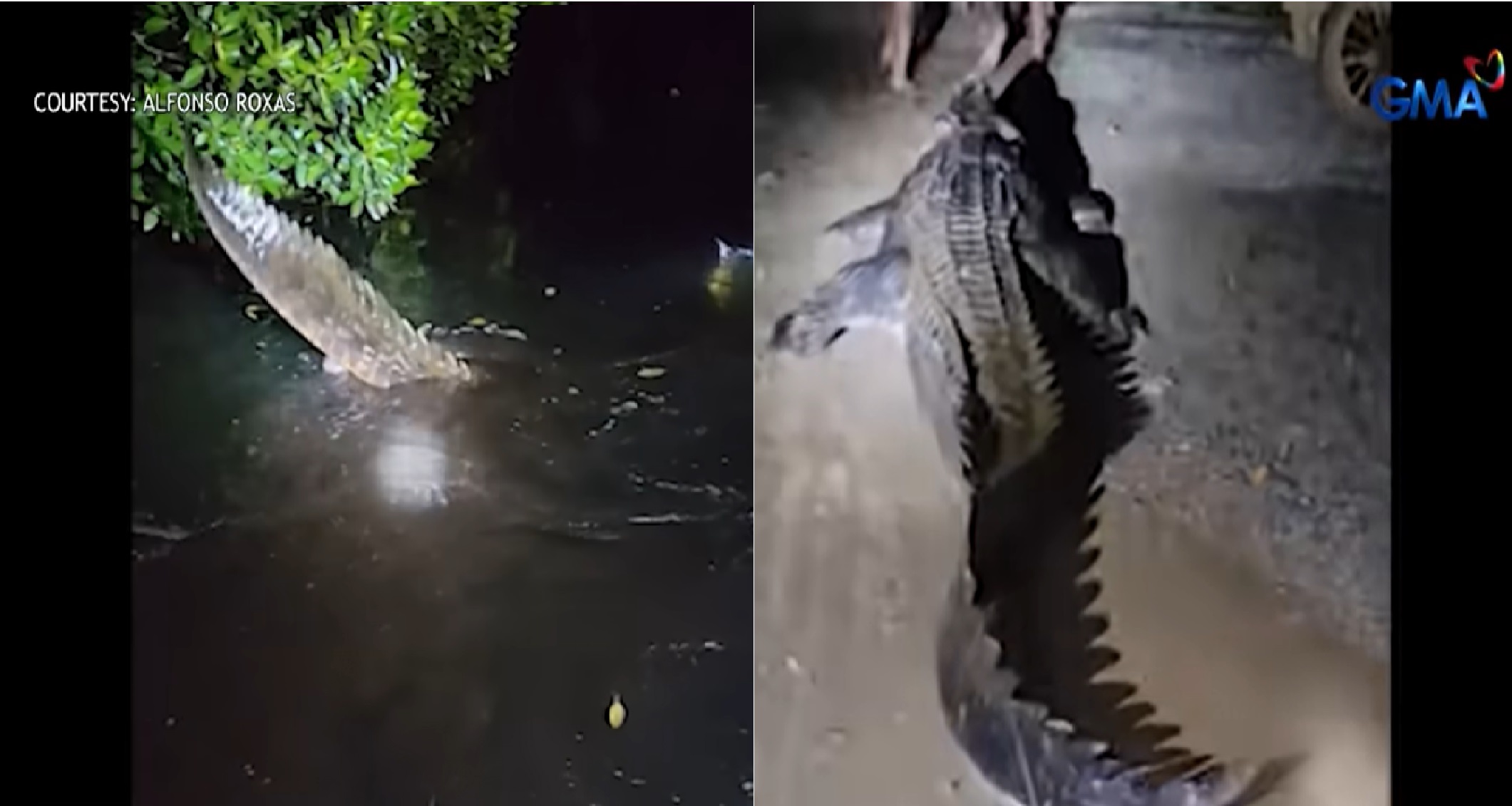 Nahuling buwaya sa Bataraza, Palawan, inakalang troso lang noong una na malapit na sa mga bahay