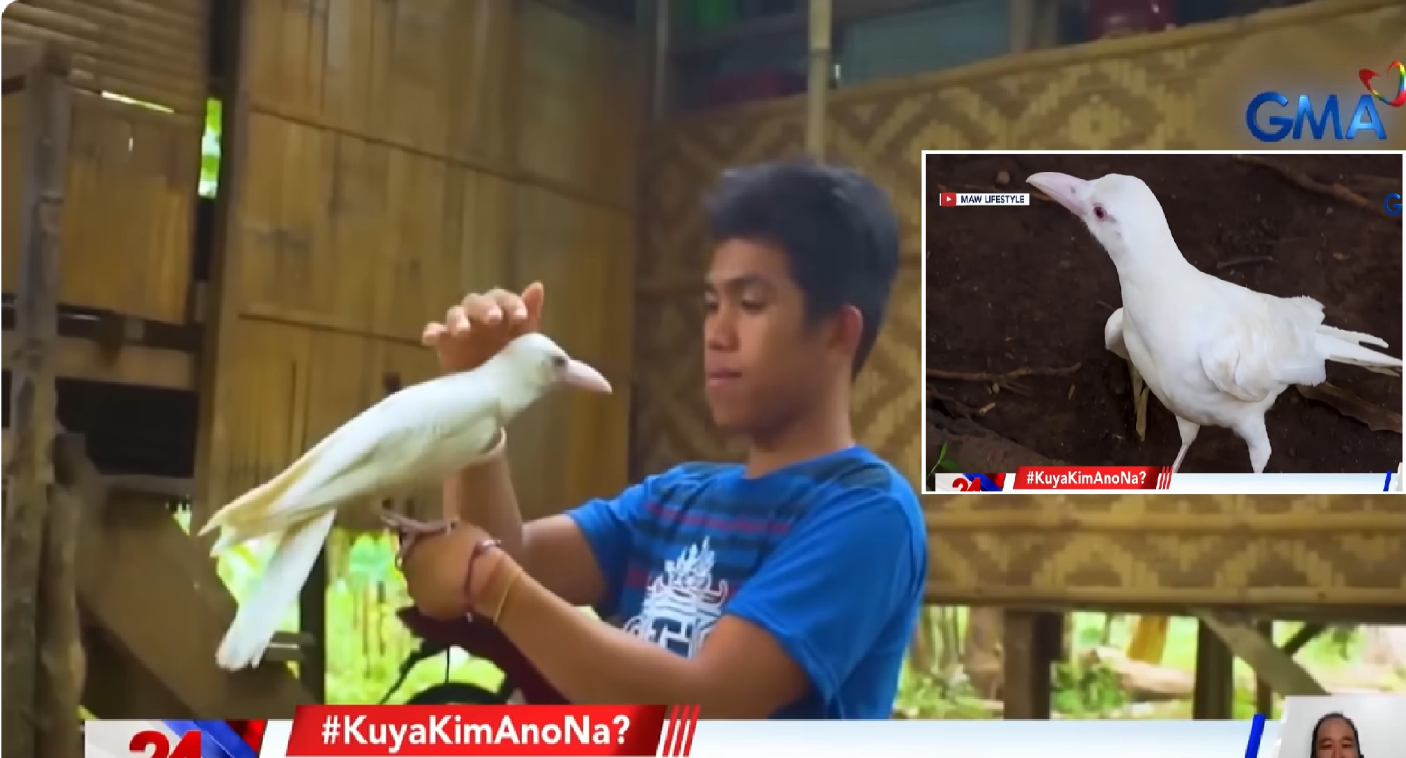 Sinagip na pambihirang uwak na puti, hindi na umalis sa taong nagligtas sa kaniya 