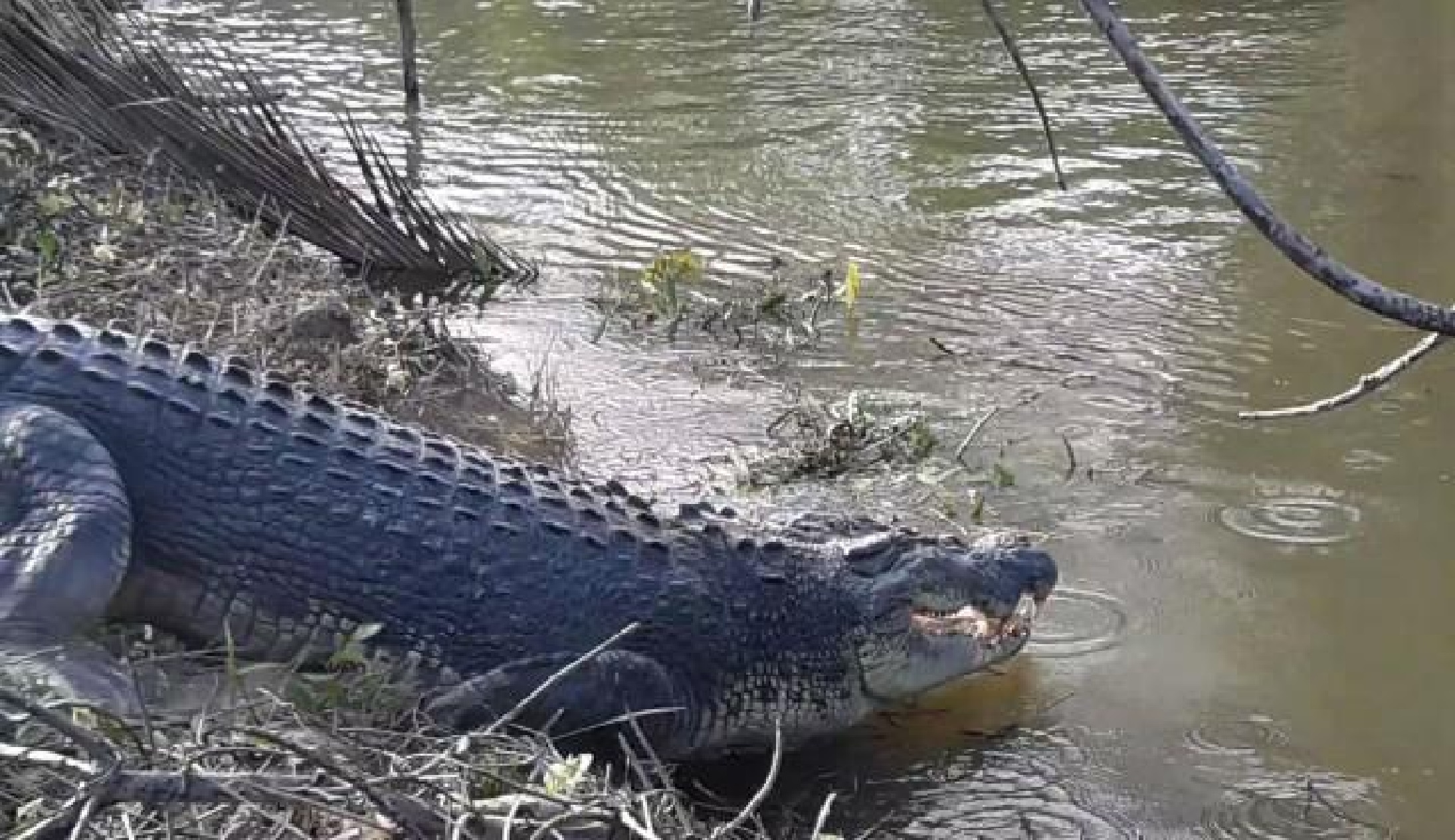 Babae na nasa banyo ng kaniyang 'stilt house,' inatake ng buwaya sa Tawi-Tawi