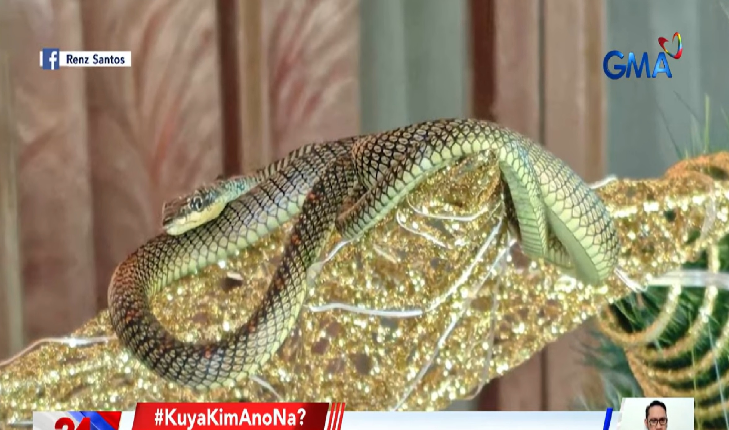 Naligaw na ahas, nagmistulang palamuti sa Christmas tree sa loob ng bahay