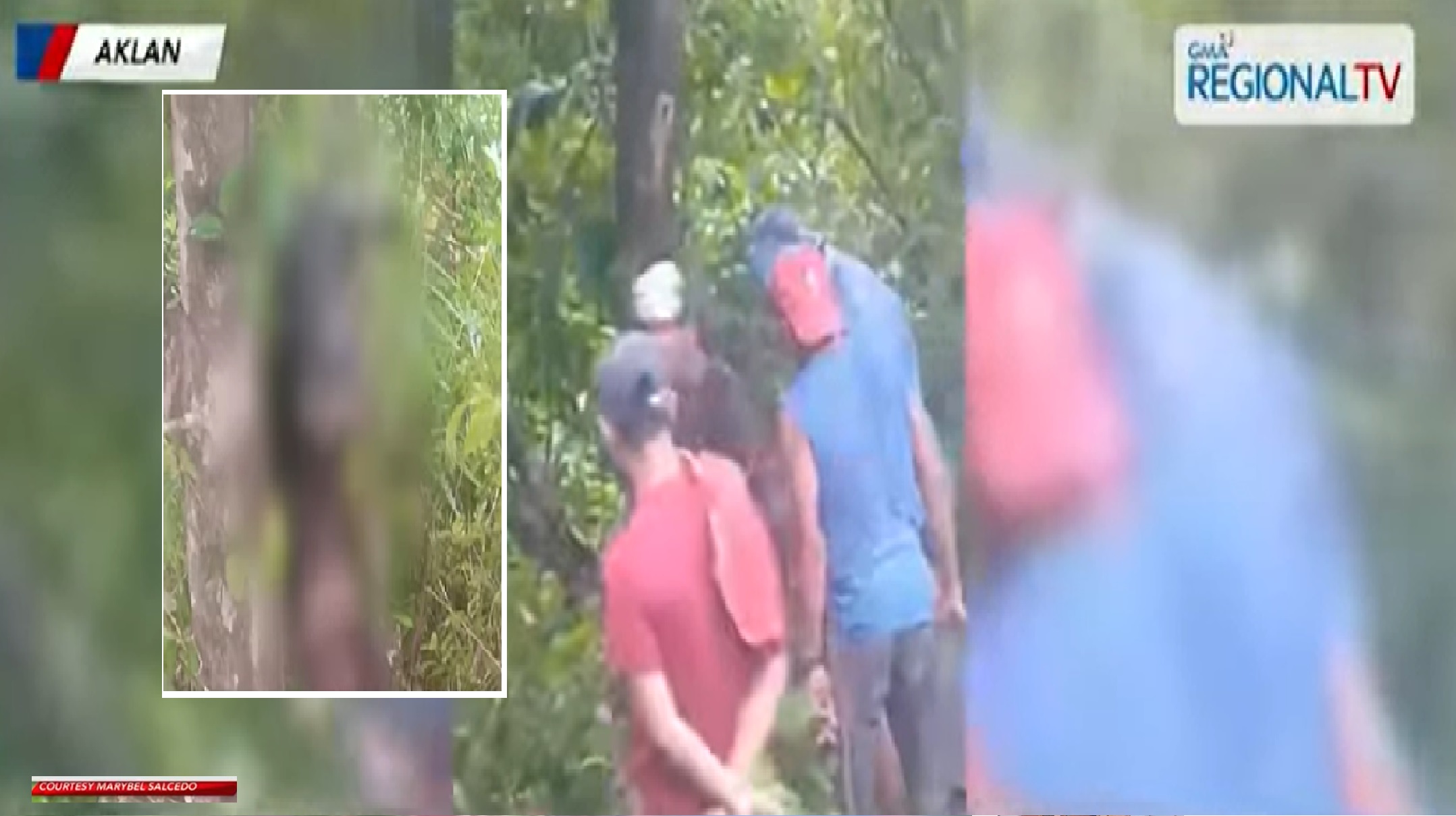 Kalabaw, natagpuang patay na nakabigti sa puno sa Aklan