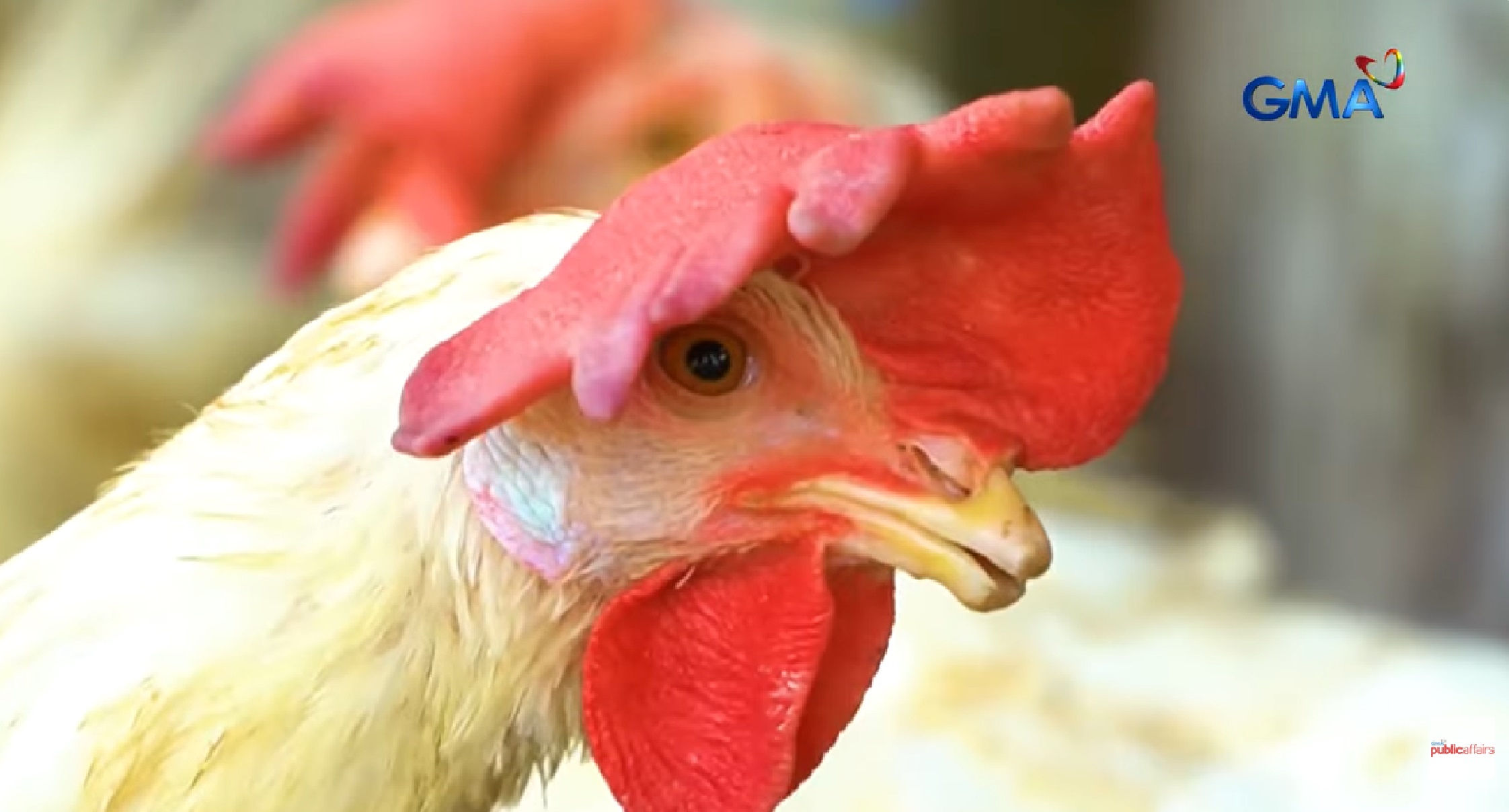 Palong ng manok, niluluto at nilalantakan sa Pampanga; ano naman kaya ang lasa?