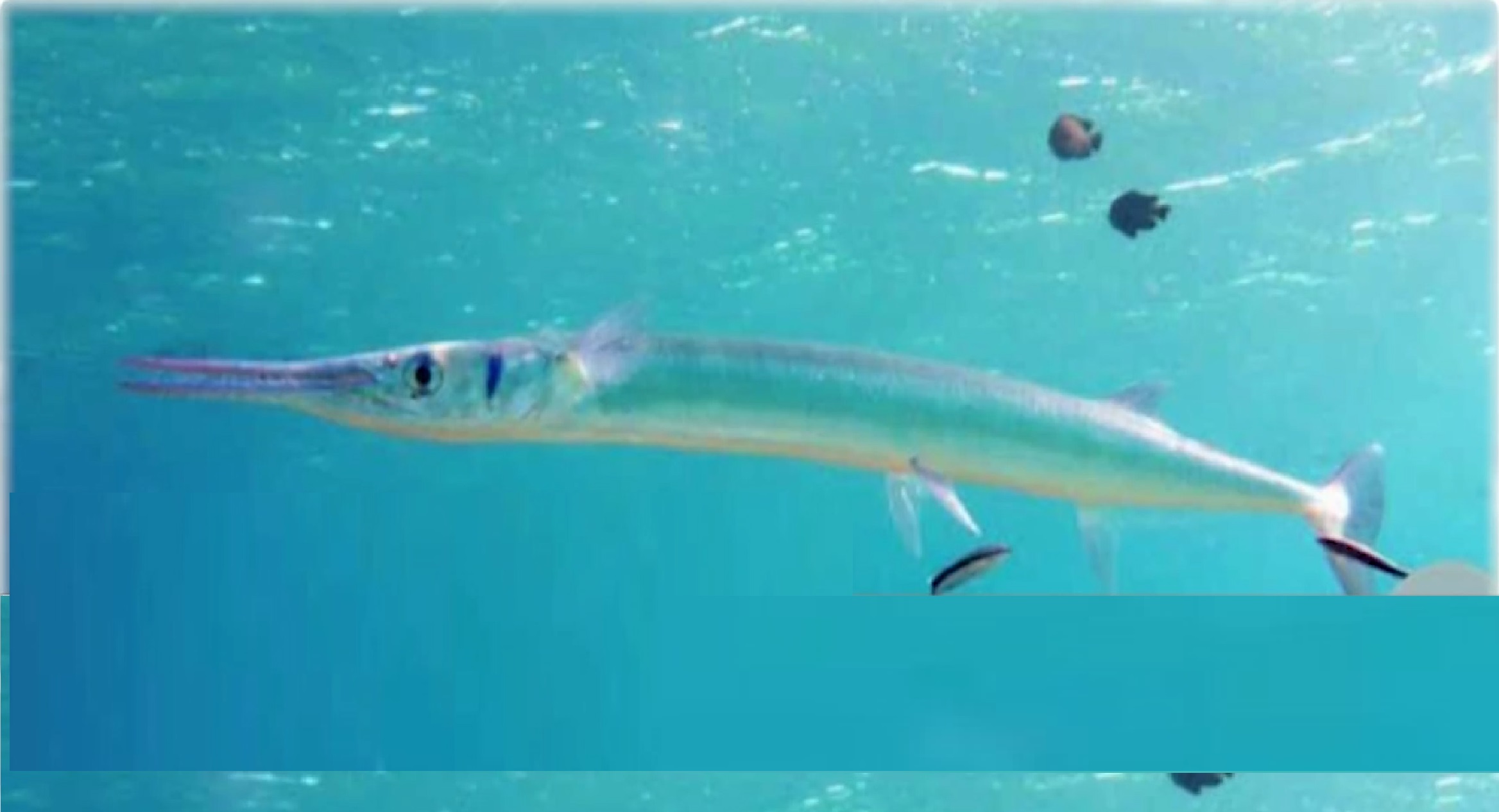 Lalaking inatake ng needlefish o ‘balo,’ pumanaw matapos makaranas ng cardiac arrest