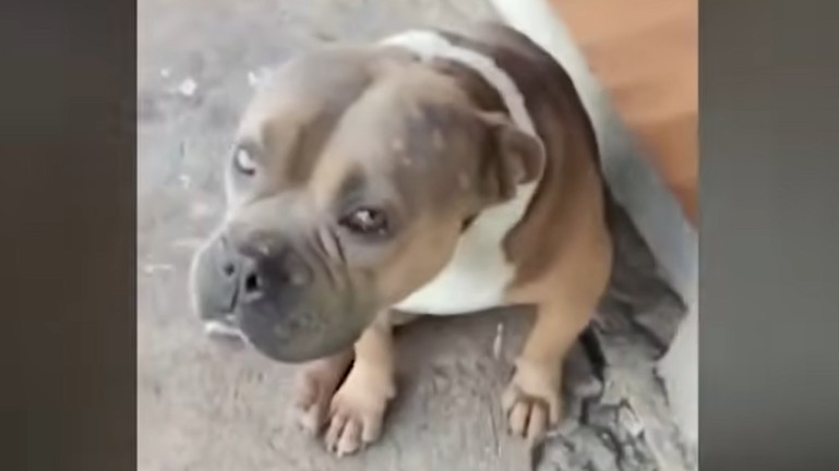 Justice sought for dog beaten to death in Mt. Province 