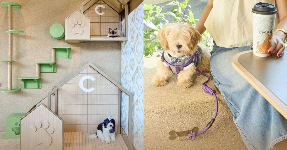 Chinese tea house opens Southeast Asia's first pet-friendly branch in QC
