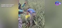 Dalagita, natagpuang patay sa pinyahan sa South Cotabato; posibleng ginahasa
