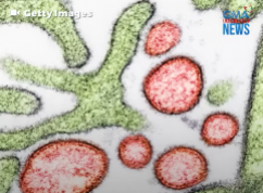 What is Nipah virus?