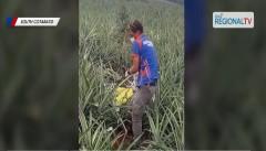 Kaanak ng dalagitang natagpuang patay sa taniman ng pinya sa Polomolok, hinihinalang 'di lang 2 ang suspek sa krimen