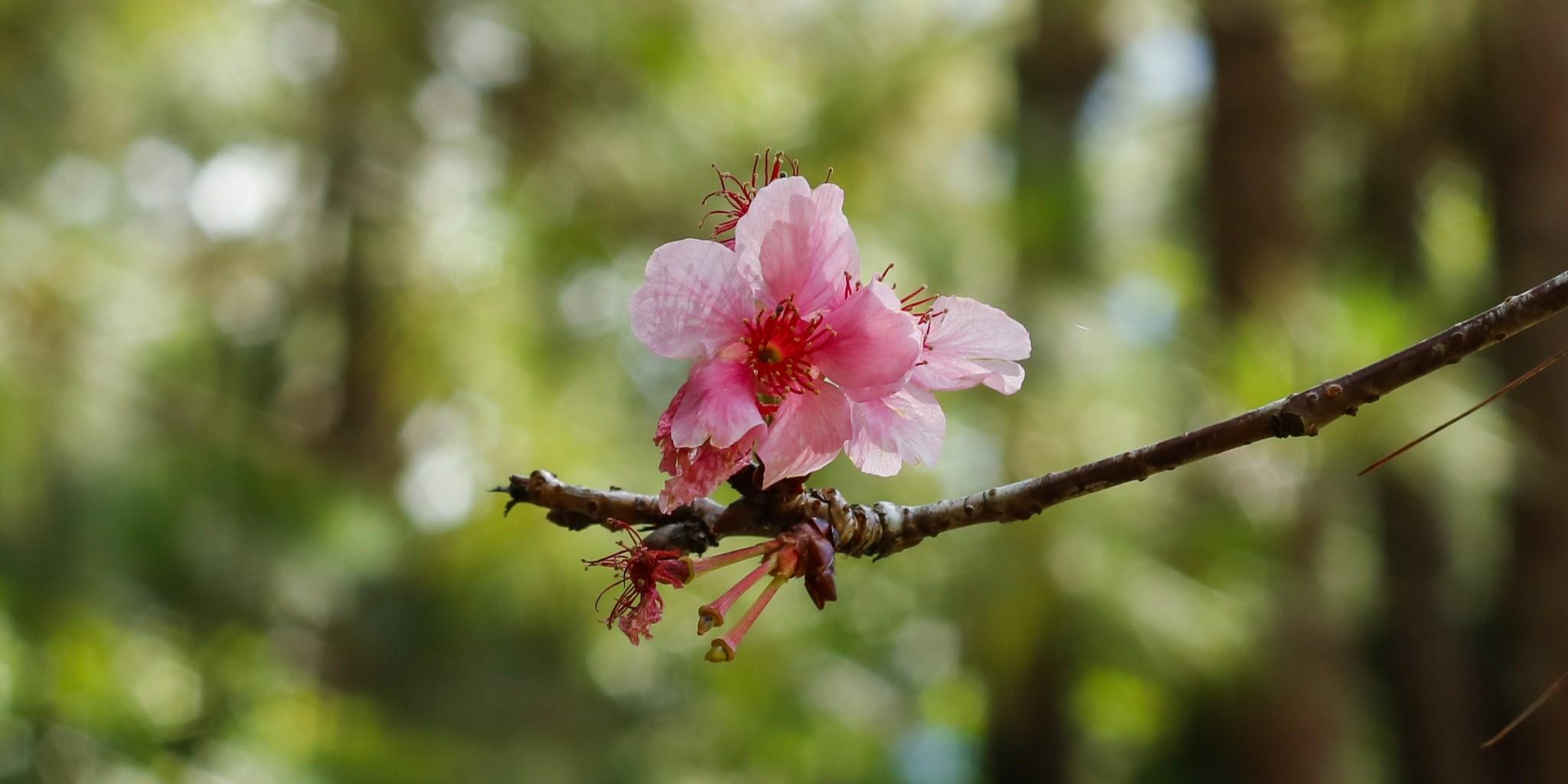 Sakura tree in Baguio blooms after seven years