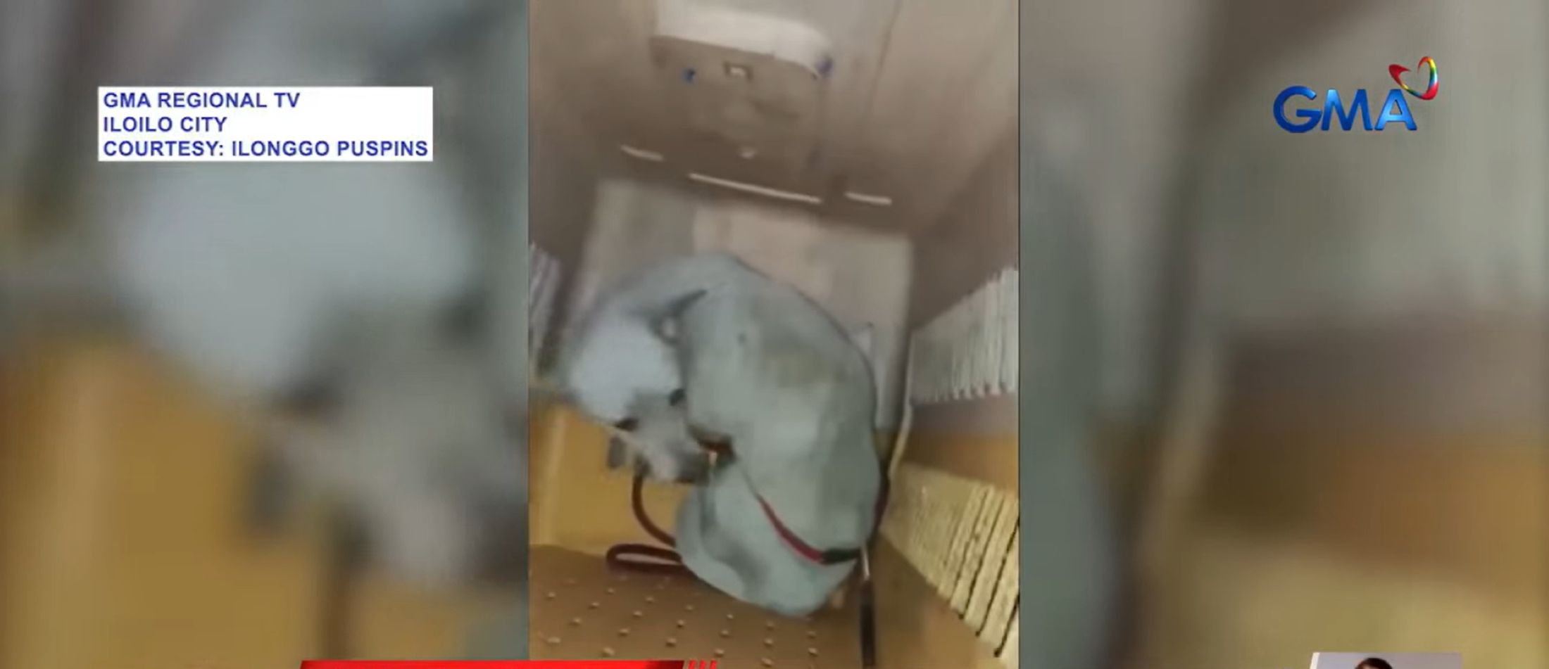 Aso, namataang may nakatusok na matulis na bagay sa likod nito sa Iloilo City
