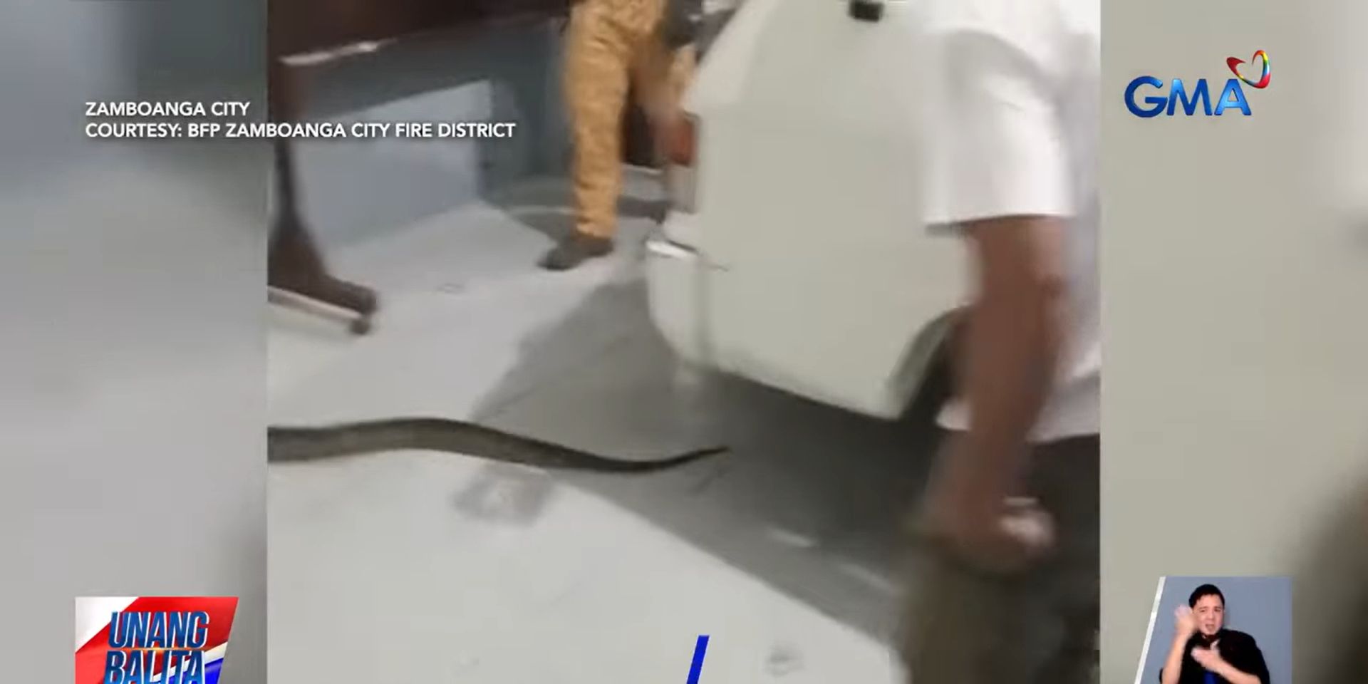 10-talampakang sawa na nakita sa sasakyan sa Zamboanga City, nasagip
