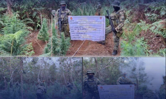 PNP destroys P4.8 million marijuana in Benguet plantation