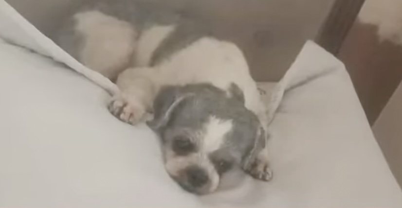 Dog killed with shovel in Leganes, Iloilo