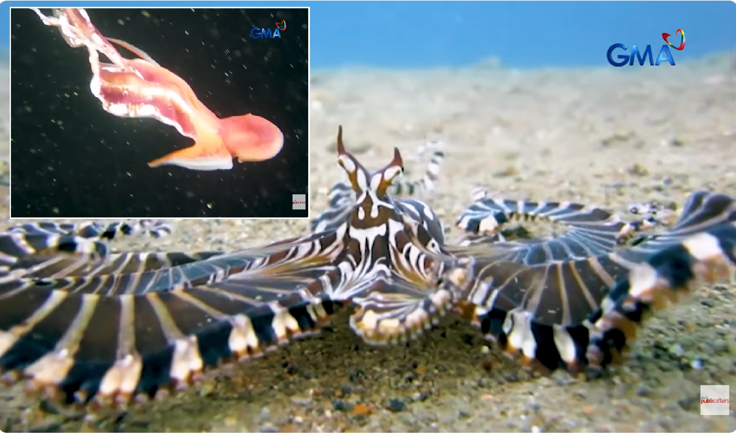 Mga kakaibang pugita na kayang manggaya at magpalit ng kulay, namataan sa karagatan ng Anilao, Batangas