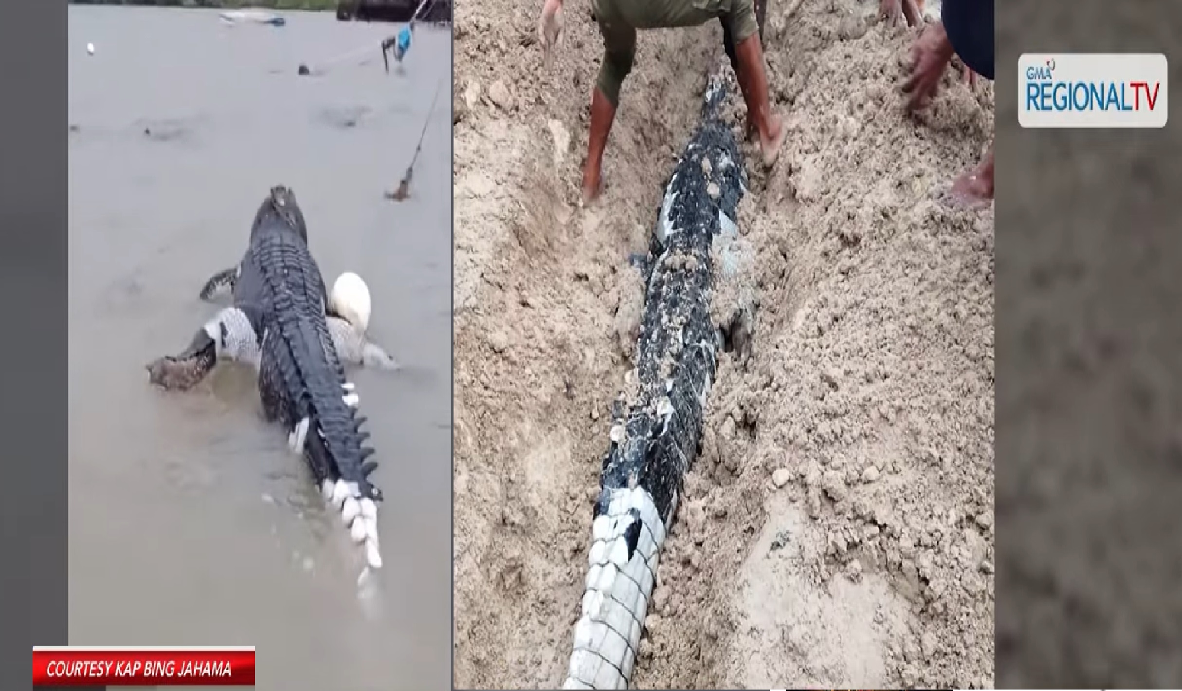 Patay na buwaya na mahigit 10ft ang laki, lumutang sa dagat ng Tawi-Tawi