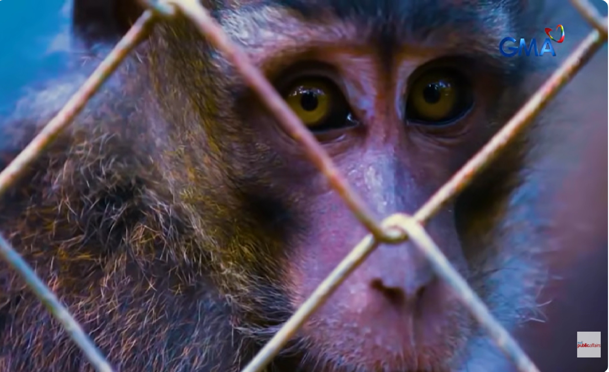 Tropa ng mga unggoy ilang taong nasa pangangalaga ng tao, maging malaya na