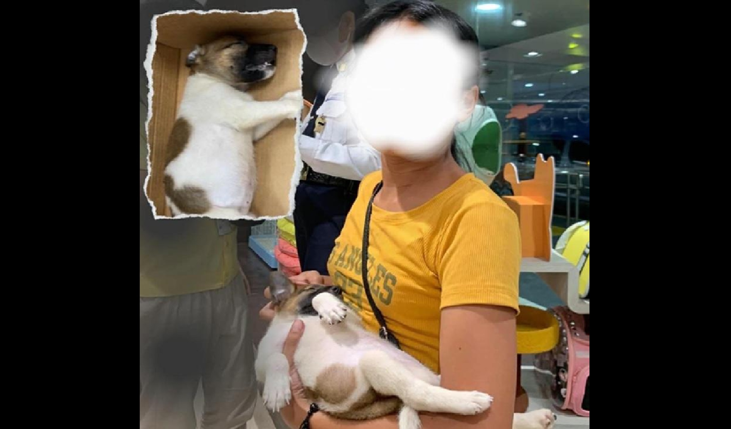 Sekyu sa mall, guilty ang hatol ng korte sa paghagis at pagpatay sa isang tuta sa QC