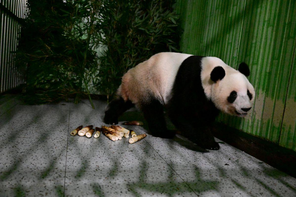 Giant panda Lei Lei back in Sichuan province, China