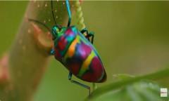Makulay na jewel bug, nakalalasong bunga ng halaman ang paboritong papakin