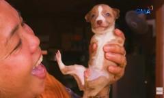 Mga aso na kulang ang mga paa, buong pagmamahal na inaalagaan ng kanilang fur mom sa Bulacan