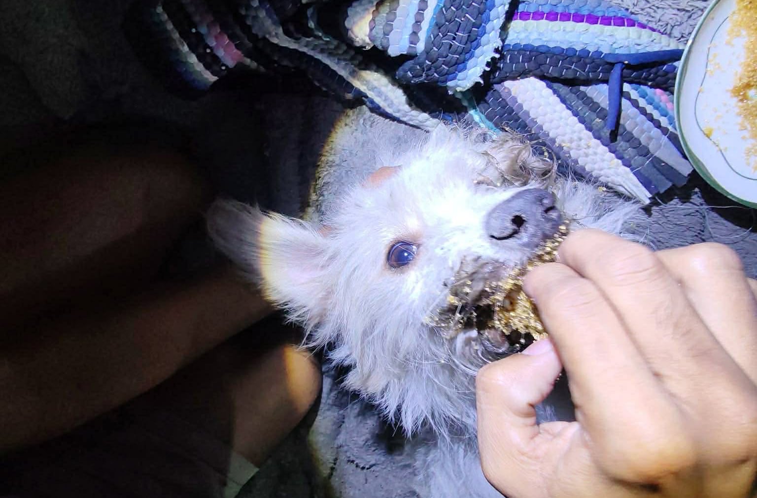 Dog survives suspected toad poisoning in South Cotabato