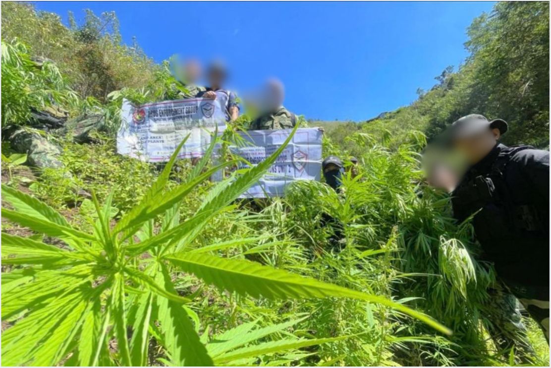 P14.76M in marijuana plants uprooted, razed in Kalinga – PNP