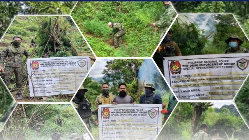 P16M in marijuana destroyed in back-to-back operations in Benguet