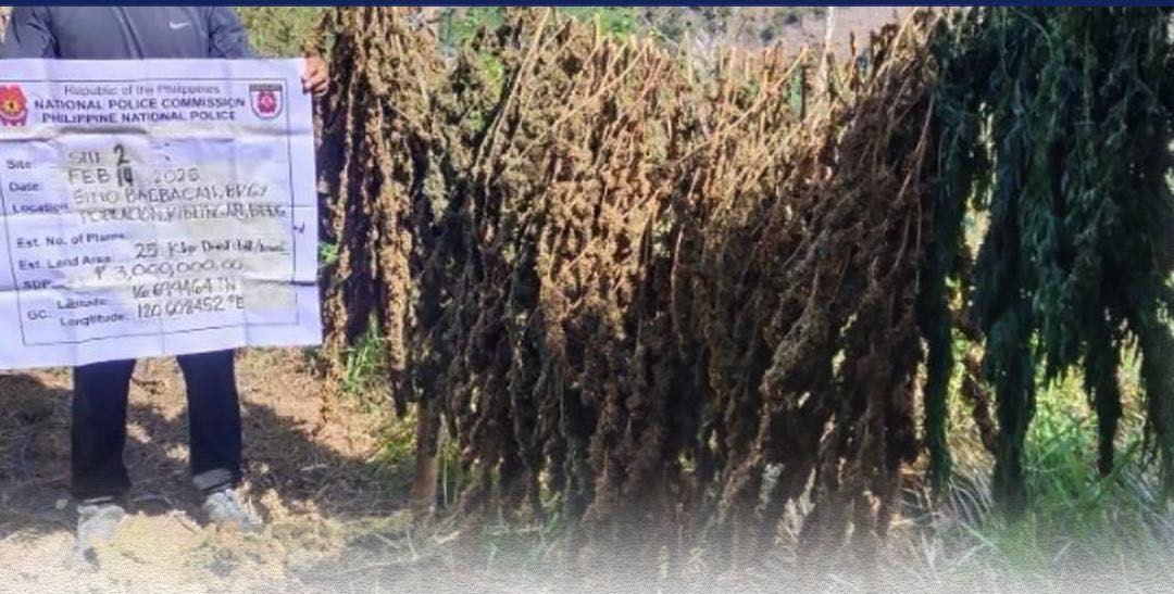 P33M worth of dried marijuana seized, destroyed in Benguet