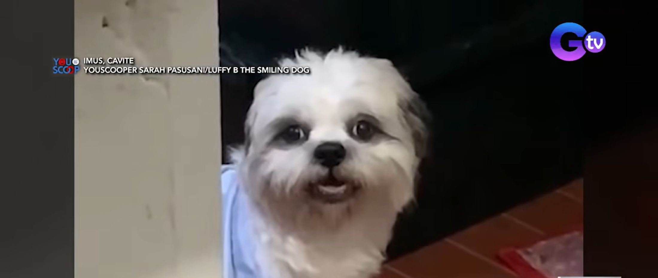 Aso na ngumingiti kapag tinatawag na guwapo, kinaaaliwan ng netizens
