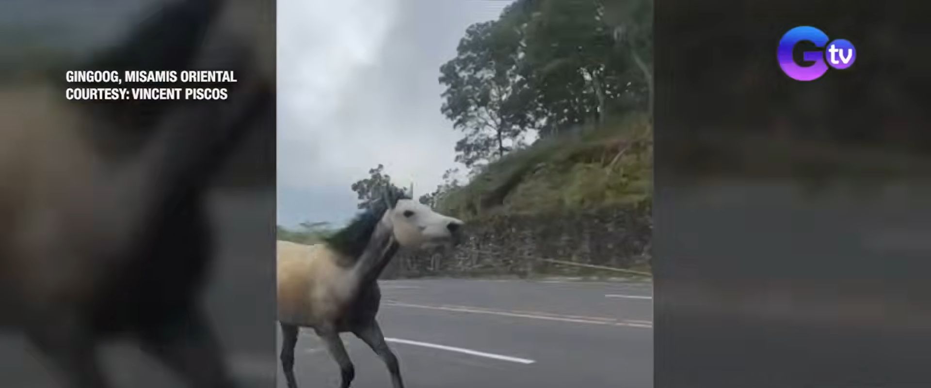 Kabayo, itinali sa umaandar na pickup para ma-’exercise’ ito; animal rights group, umalma
