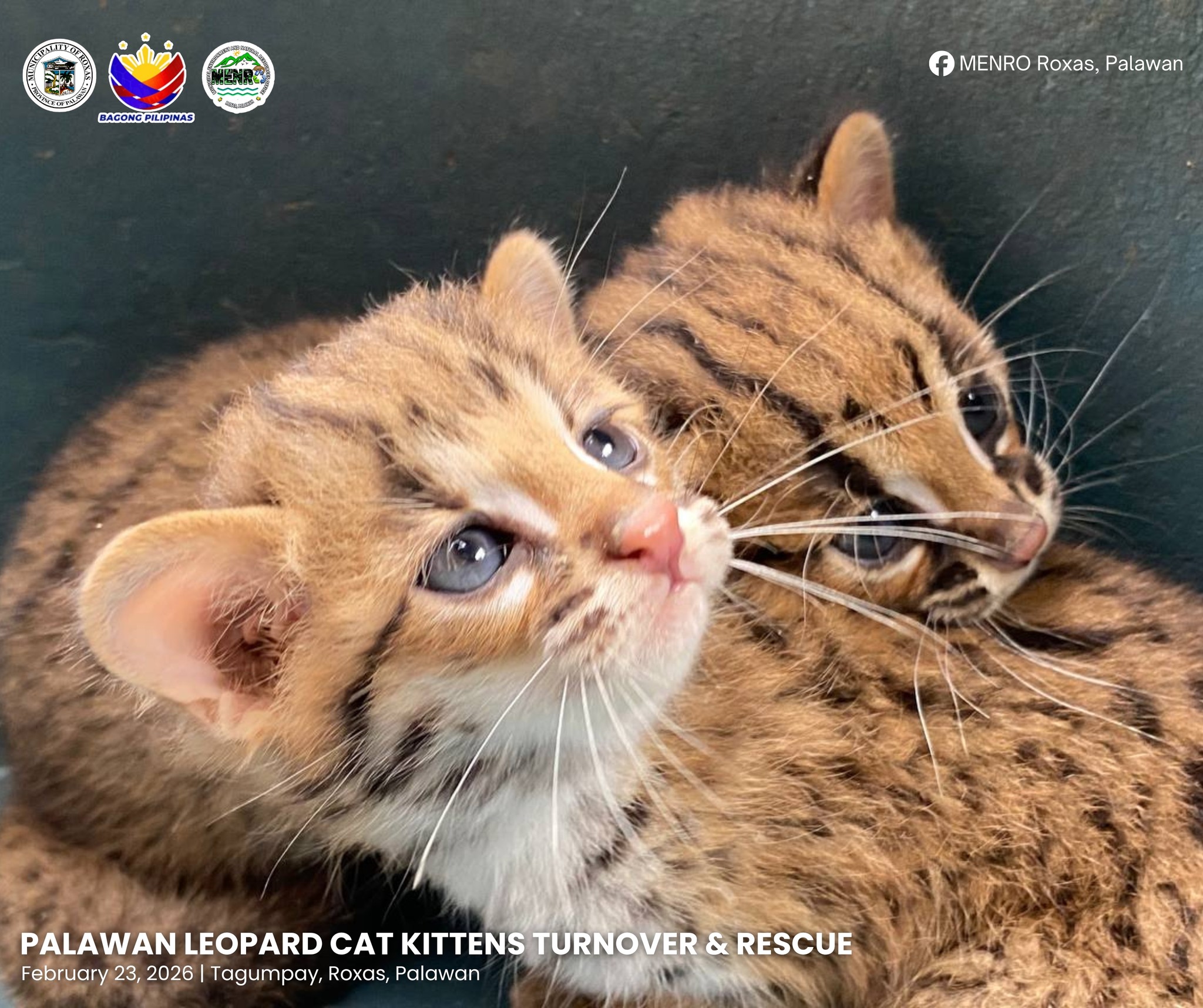 2 Palawan leopard kittens rescued in Roxas