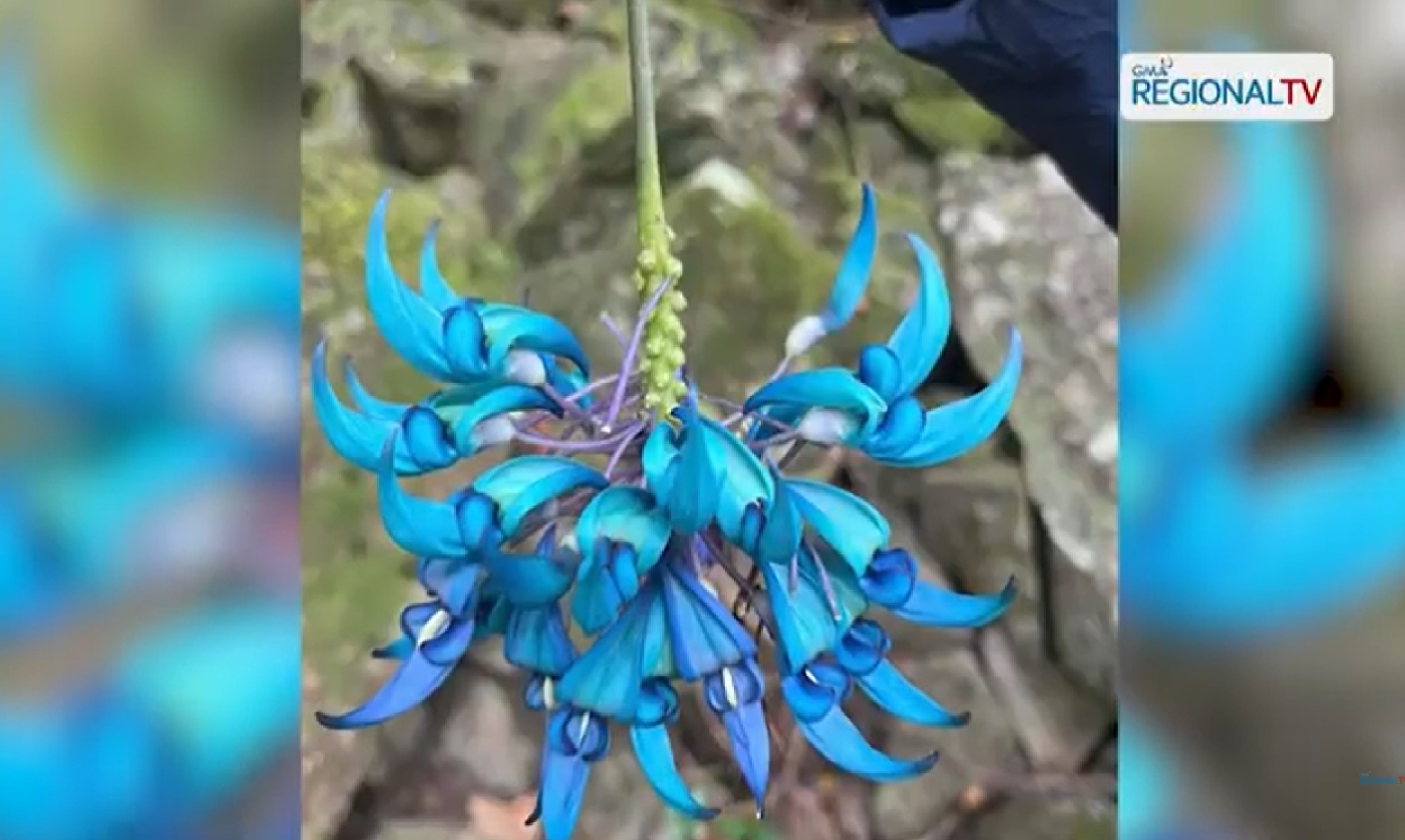 Rare wild jade vine o ‘tayabak,’ muling nakita sa Calanasan, Apayao