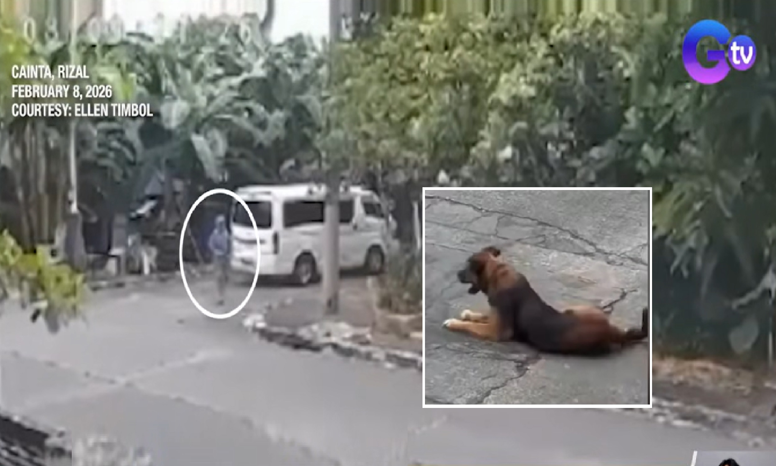 Aso, patay nang ilang beses hatawin ng senior citizen sa Rizal