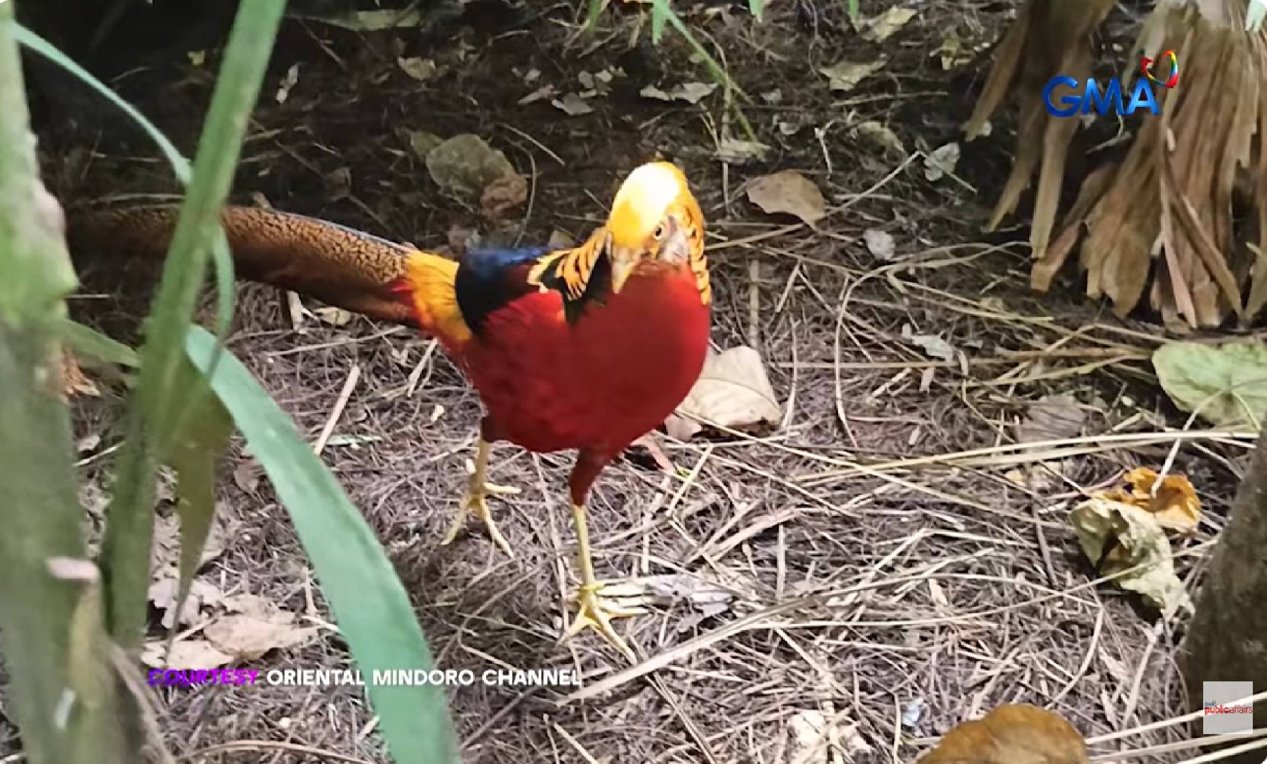 Ibong Adarna, natagpuan umano sa isla sa Antique?