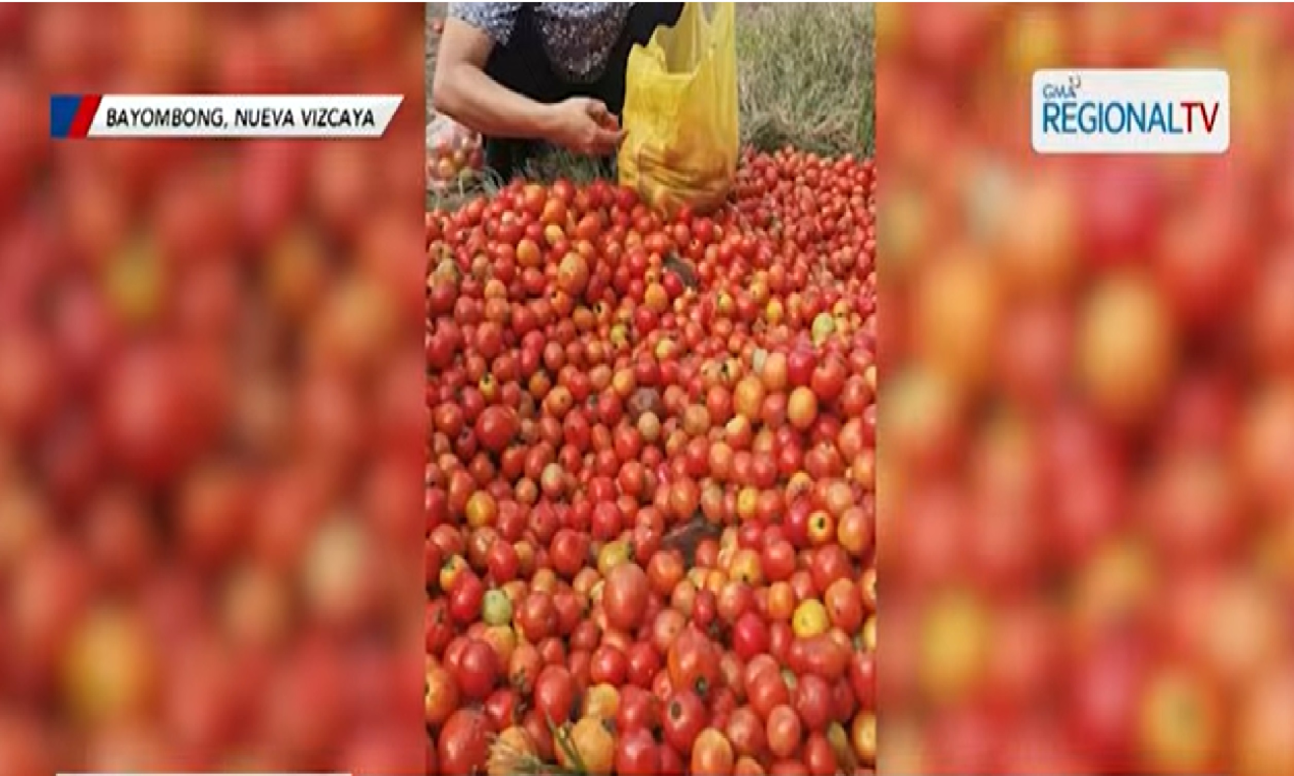 Mga kamatis, itinapon na sa gilid ng kalsada sa Nueva Vizcaya; P10-P20 per kilo sa Dagupan