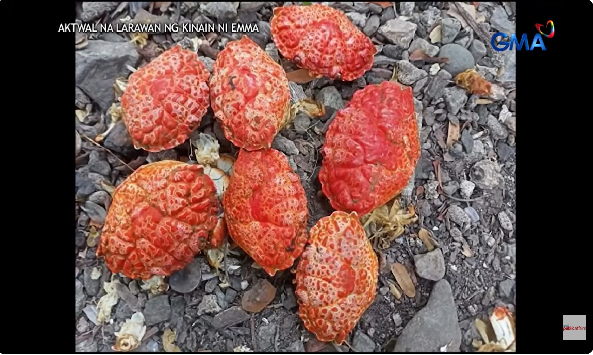 Pamilya, may nilinaw tungkol sa babaeng vlogger na pumanaw dahil sa pagkain ng devil crab