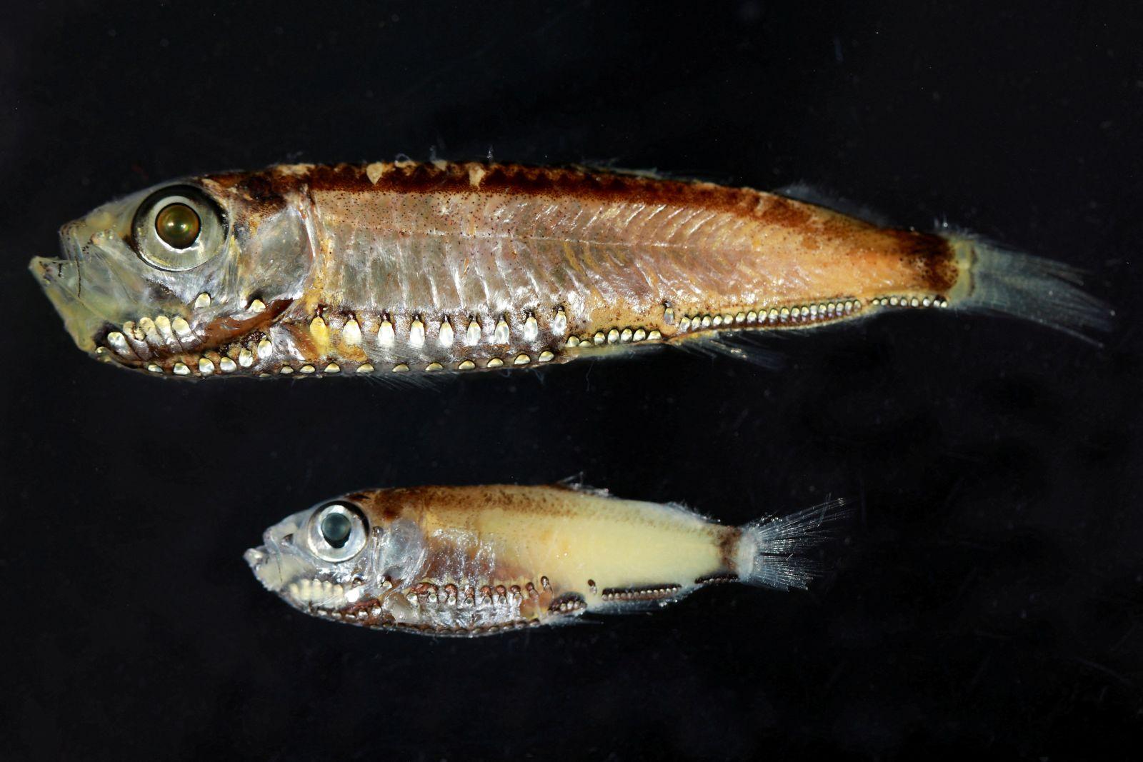 Deep-sea fish break the mold with novel visual system
