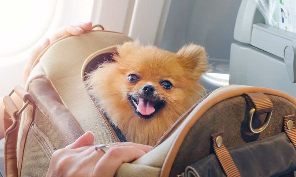 PAL now allows small dogs on board all domestic flights 