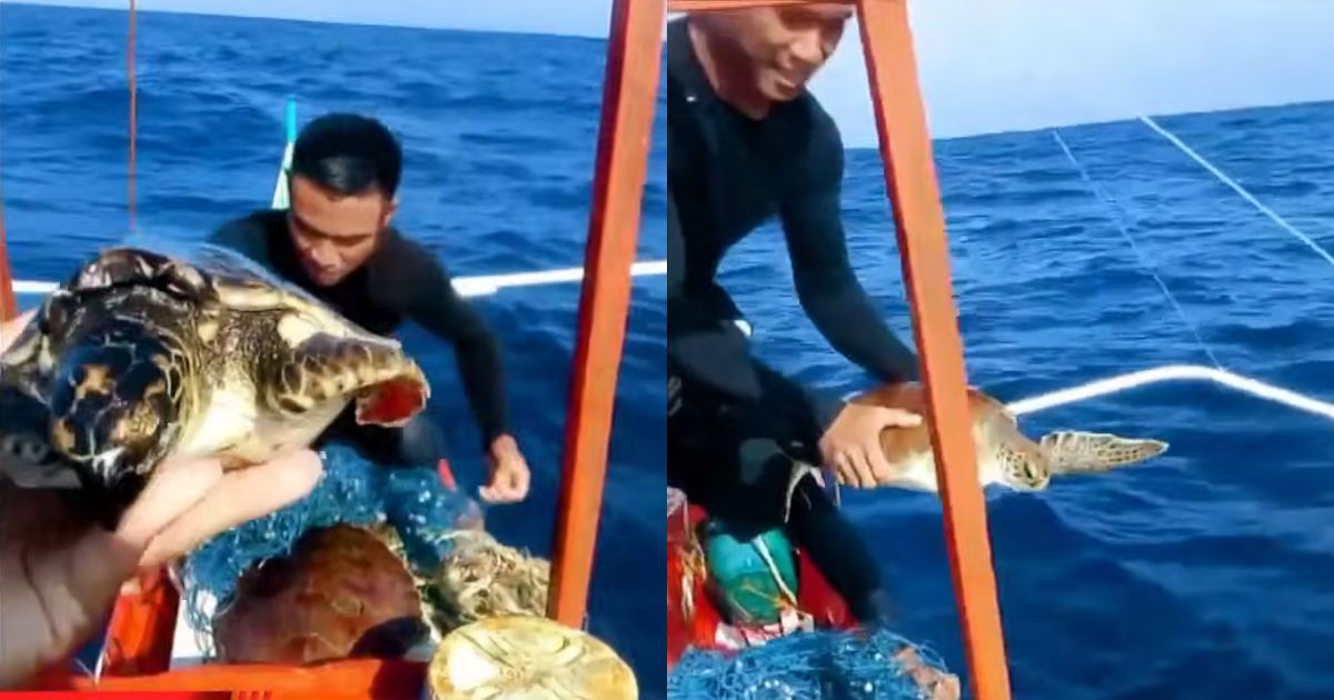 Fishermen rescue two Pawikans trapped in fishing net in Occidental Mindoro