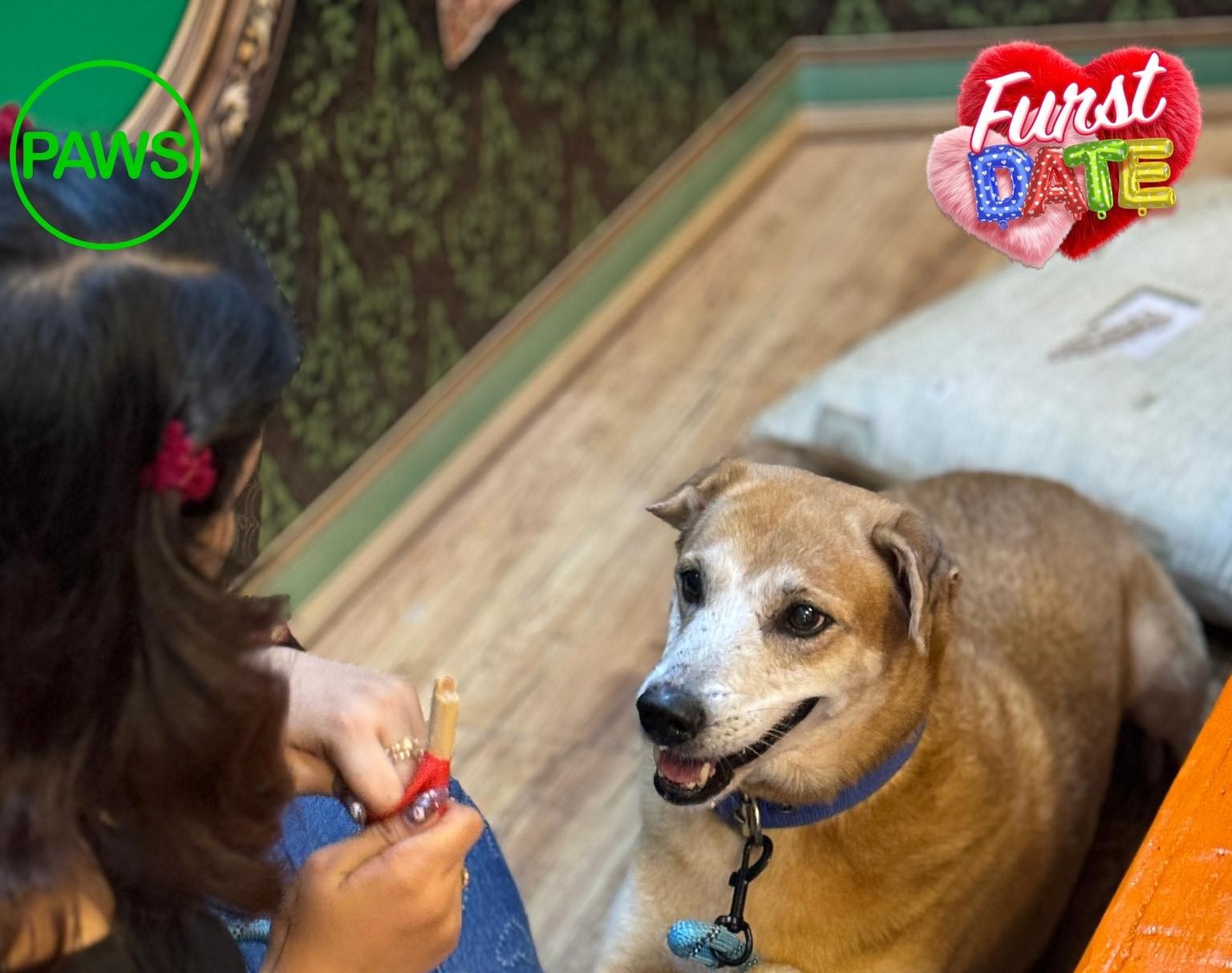 Rescued animals may be your PURR-fect date or third wheel this Valentine’s Day