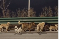 7 stolen dogs in China go viral after walking home for 17 km as a pack