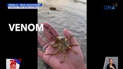Makamandag na pugita o octopus, hinawakan ng isang babae sa Bohol