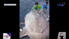 Nalambat na dambuhang Mola-mola o Sunfish sa Marinduque, may dala nga bang babala? 