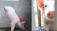 Biik na isinilang sa Batangas, 2 lang ang paa at 2 rin ang ari