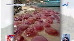 Singlaki ng plato na kulay pink na dikya o jellyfish, bumulaga sa baybayin ng Taytay, Palawan