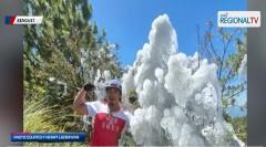 Ilang tanim, halaman, nag-yelo sa Benguet dahil sa sobrang lamig