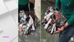 Tila malaking bulate na ‘Ugaong’ na nakukuha sa mga bato sa tubig-tabang, ligtas kayang kainin?