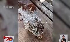 Mag-asawa at pamangkin, patay sa kinaing puffer fish o butete na kanila lang hiningi